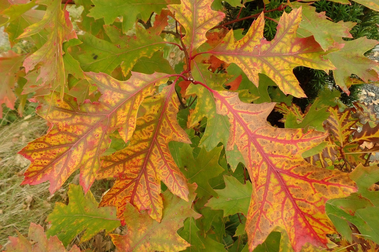 <p>Amerikaanse eik,&nbsp;Quercus rubra</p>