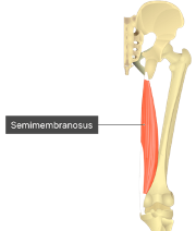 **O:** ischial tuberocity

**I:** anterior medial tibial condyle