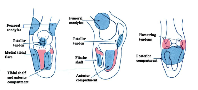 <p><span style="color: red;">Tibial tuberosity, fibular head, and hamstring tendons</span></p>