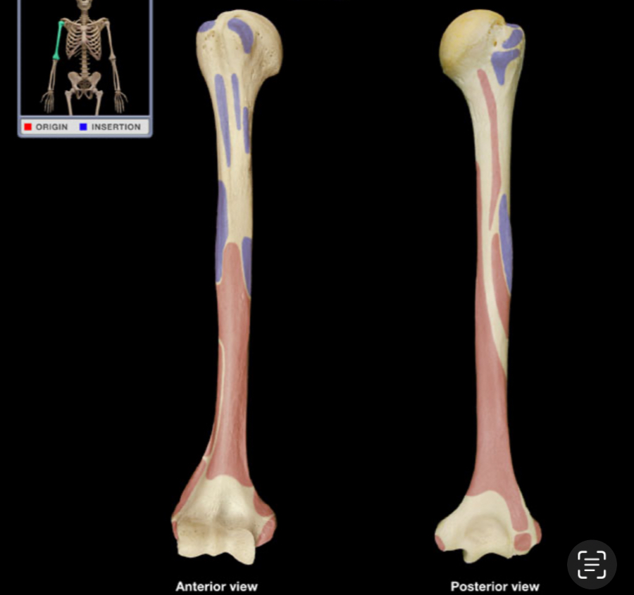 <p>What is the name of the bone?</p>