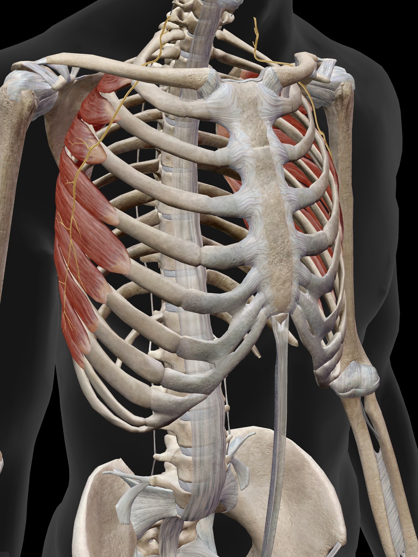 <p>What nerve is this? What does it innervate in the pectoral girdle?</p>