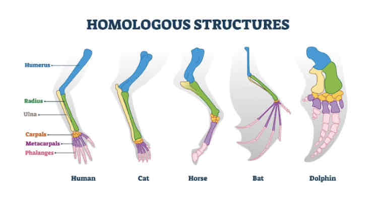 <p>Homologous structure</p>