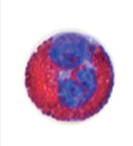 <p>What is the function of Eosinophils?</p>