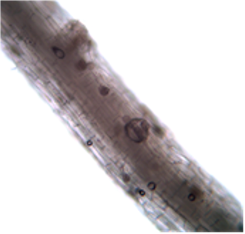 <ul><li><p>y-branching</p></li><li><p>oospores within the roots</p></li></ul><p></p>