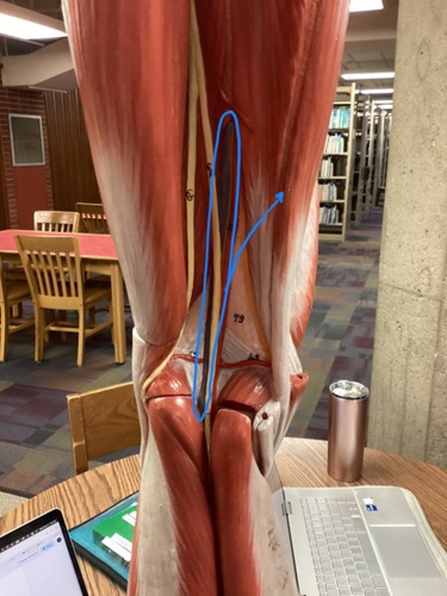 <p>The vein that forms when the anterior and posterior tibial veins unite at the knee.</p>