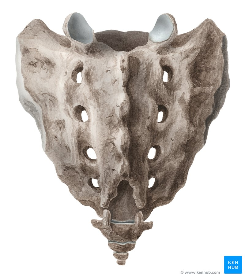 <p>What are the holes here called? What side of the sacrum are they on and how do you know? What are the ridges called? What are the two earlike parts called on the sides? What is the hole at the top? What goes into the top hole? What is the hole at the bottom?</p>