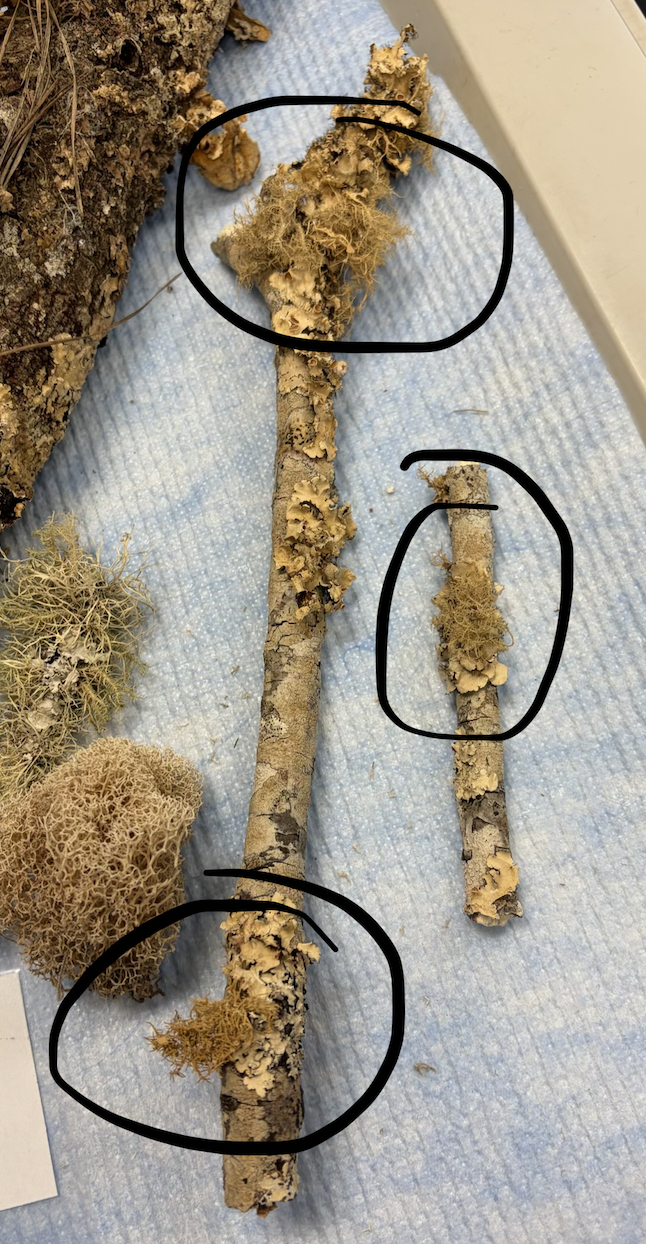 <p>What type of fungi growth is this?</p>