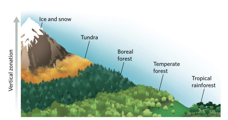 <p>Vegetation zonation as altitude increases up a tropical mountain is similar to how vegetation changes with latitude.</p>