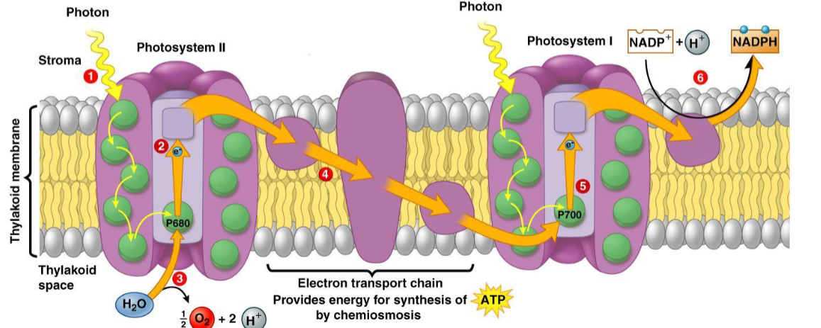 <p>Step 3 (last step) of a light dependent reaction</p>