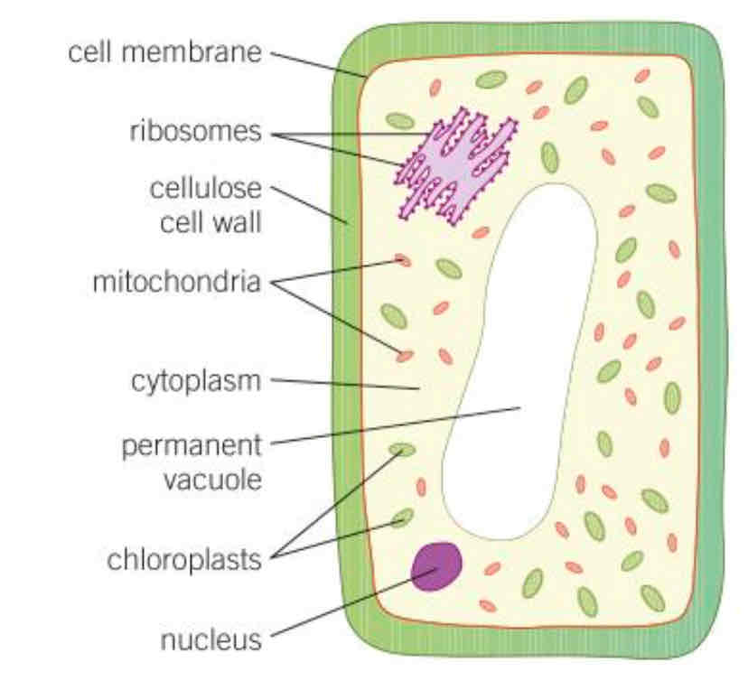 <p> PLANT CELL                    Cell membrane, ribosomes, cell wall, mitochondria, cytoplasm, permanent vacuole, chloroplast and nucleus</p>