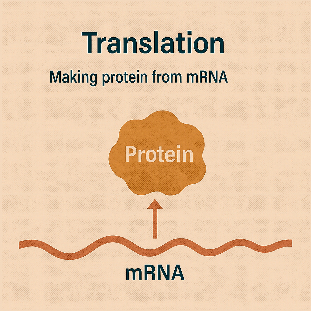 <p>Translation</p>