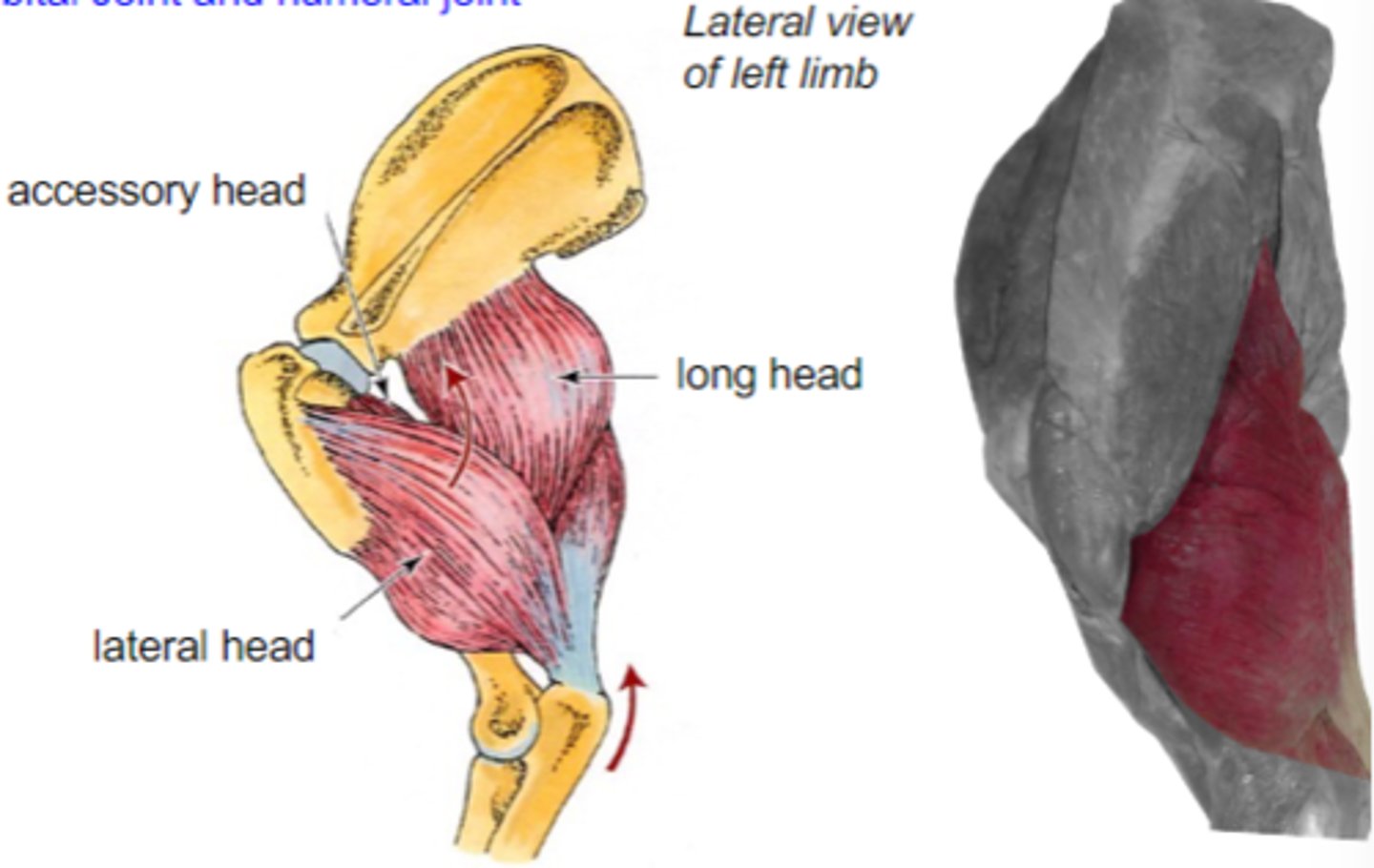 <p>Insertion of triceps brachii:</p>