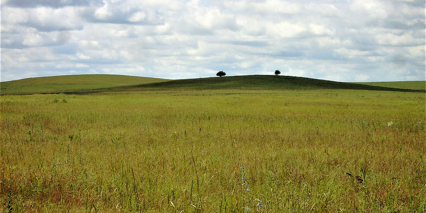 <p>Grassland</p>