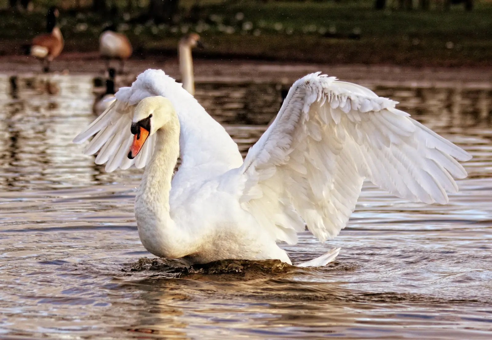 <p>co, krmení mladých, migrace</p>