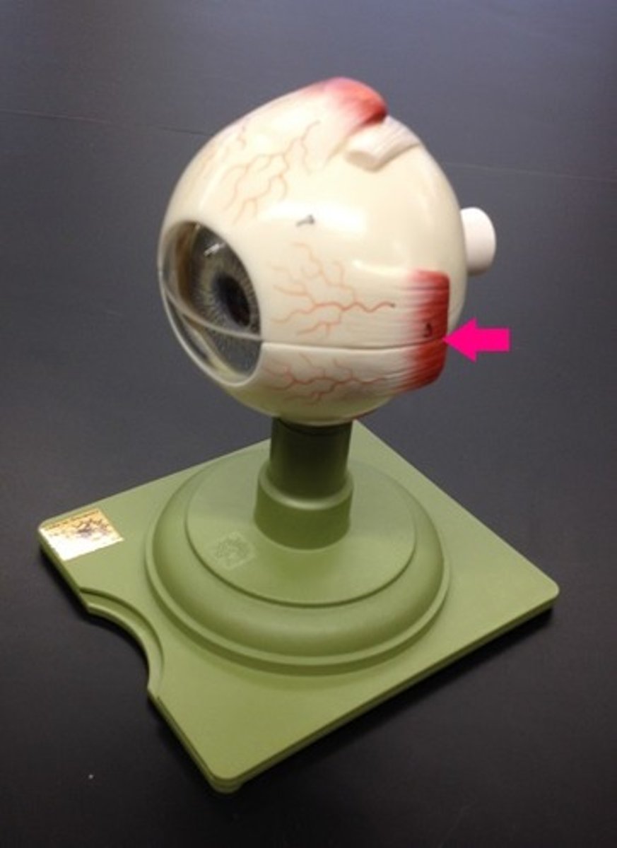 <p>Moves eyes medially (to nose)</p>