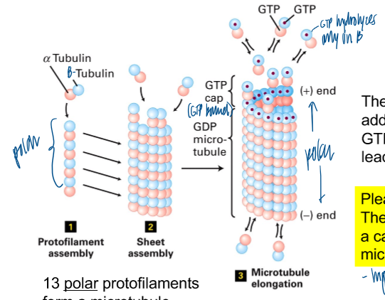 <p>presence of a GTP cap </p><ul><li><p>the slight delay between addition of subunits and GTP hydrolysis on B-tubulin lead to the GTP cap </p></li><li><p>GTP cap is NOT a capping protein for MTs (high enrichment of GTP subunits) </p></li><li><p>13 polar protofilaments form a MT </p></li></ul><p></p>