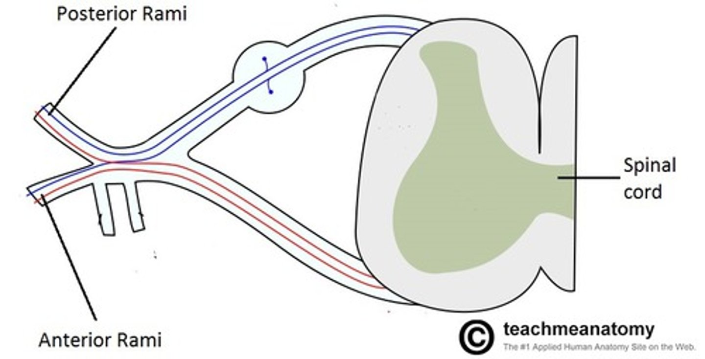 <p>anterior rami (C1-8)</p>