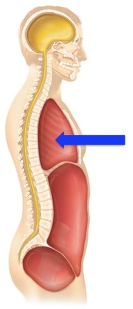 <p>Label the cavity in which the arrow is pointing.</p>