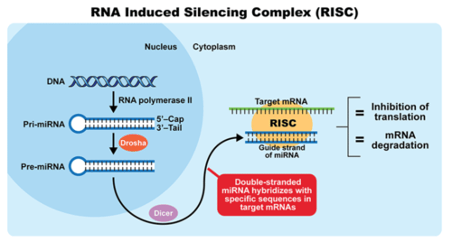 <p>RNAi mediated by siRNA have been found in many organisms, including plants, fungi, worms, Drosophila, mice, and humans</p>