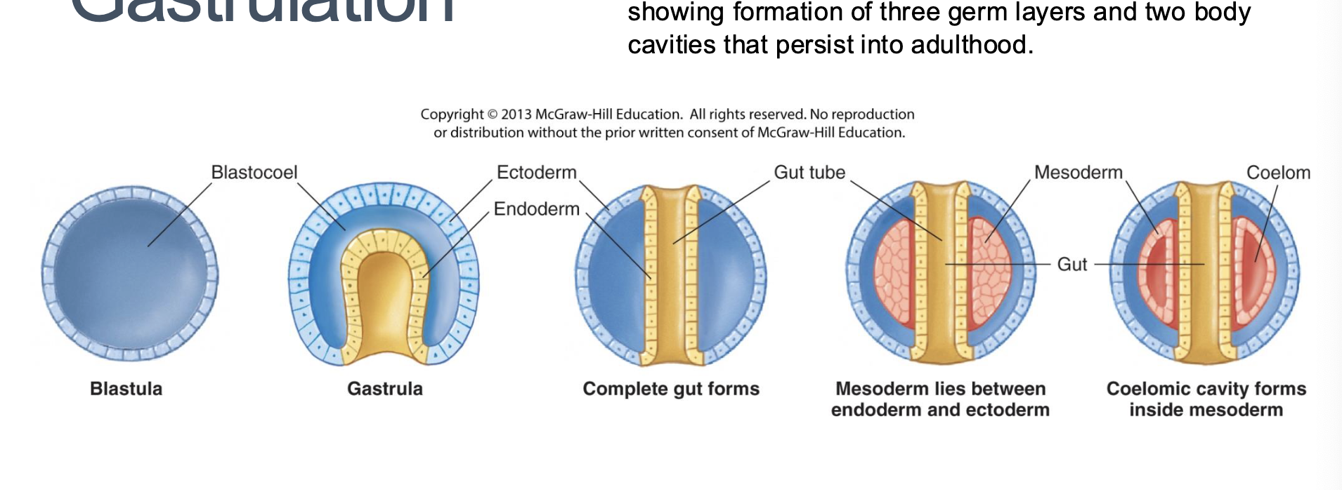 <p>In a process called invagination, one side of the blastula bends inward. This forms and internal pouch called the gut cavity (aka: archenteron or gastrocoel)</p>