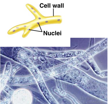 <p>Unwalled, coenocytic hyphae</p>