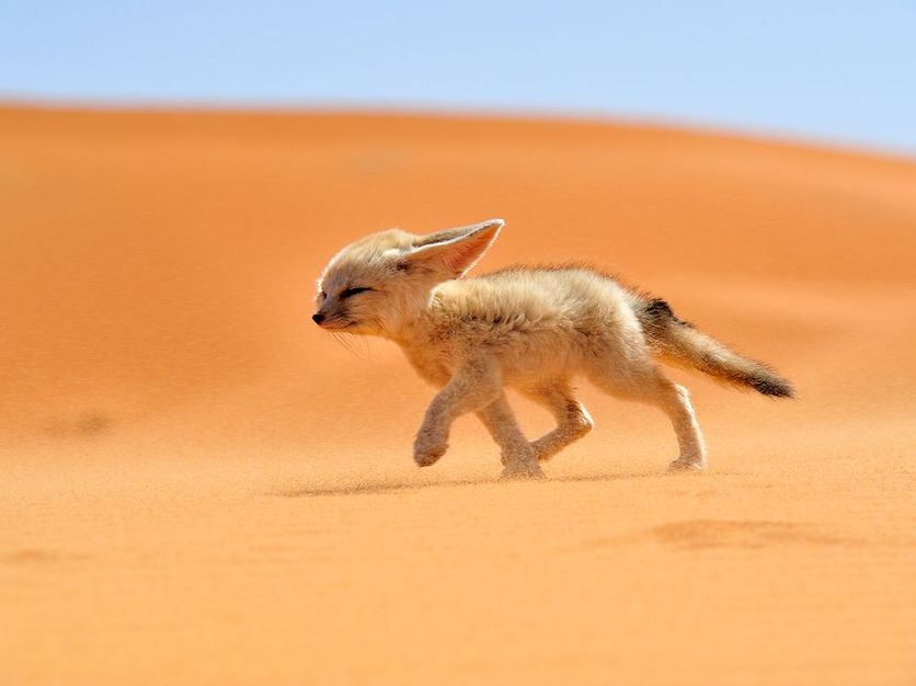 <p><u>Behavioral:</u> Many animals in the hot desert burrow in the sand and are only active during the cooler night time to avoid the heat of the desert.</p><p><u>Morphological:</u> <strong>Fennec Foxes</strong> (<em>Vulpes zerda</em>) have fur-covered feet so that they have greater traction on the sand and their feet are protected from the sand’s heat. They also have pale fur so that they can better camouflage with their environment.</p><p><u>Physiological:</u> The <strong>Common ostrich</strong> (<em>Struthio camelus</em>) can pant and alter their blood flow to thermoregulate their body temperature. They can also extract moisture from their diet so that they reduce the amount of water they need to drink.</p>