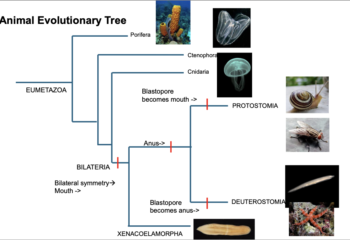<ul><li><p class="Paragraph SCXO235916431 BCX4" style="text-align: left;"><span style="background-color: inherit; line-height: 19.55px; color: windowtext;"><span>Bilaterally symmetrical animals (bilateria) fit in 2 groups </span></span><span style="line-height: 19.55px; color: windowtext;"><span>&nbsp;</span></span></p><ul><li><p class="Paragraph SCXO235916431 BCX4" style="text-align: left;"><span style="background-color: inherit; line-height: 19.55px; color: windowtext;"><span>Protostomia (mouth first)</span></span><span style="line-height: 19.55px; color: windowtext;"><span>&nbsp;</span></span></p><ul><li><p class="Paragraph SCXO235916431 BCX4" style="text-align: left;"><span style="background-color: inherit; line-height: 19.55px; color: windowtext;"><span>Mollusca</span></span><span style="line-height: 19.55px; color: windowtext;"><span>&nbsp;</span></span></p></li><li><p class="Paragraph SCXO235916431 BCX4" style="text-align: left;"><span style="background-color: inherit; line-height: 19.55px; color: windowtext;"><span>Antropoda</span></span><span style="line-height: 19.55px; color: windowtext;"><span>&nbsp;</span></span></p></li><li><p class="Paragraph SCXO235916431 BCX4" style="text-align: left;"><span style="background-color: inherit; line-height: 19.55px; color: windowtext;"><span>Bachiopodia</span></span><span style="line-height: 19.55px; color: windowtext;"><span>&nbsp;</span></span></p></li><li><p class="Paragraph SCXO235916431 BCX4" style="text-align: left;"><span style="background-color: inherit; line-height: 19.55px; color: windowtext;"><span>Tardigradia </span></span><span style="line-height: 19.55px; color: windowtext;"><span>&nbsp;</span></span></p></li><li><p class="Paragraph SCXO235916431 BCX4" style="text-align: left;"><span style="background-color: inherit; line-height: 19.55px; color: windowtext;"><span>etc</span></span><span style="line-height: 19.55px; color: windowtext;"><span>&nbsp;</span></span></p></li></ul></li><li><p class="Paragraph SCXO235916431 BCX4" style="text-align: left;"><span style="background-color: inherit; line-height: 19.55px; color: windowtext;"><span>Deuterostomia (anus first)</span></span><span style="line-height: 19.55px; color: windowtext;"><span>&nbsp;</span></span></p><ul><li><p class="Paragraph SCXO235916431 BCX4" style="text-align: left;"><span style="background-color: inherit; line-height: 19.55px; color: windowtext;"><span>3 phyla</span></span><span style="line-height: 19.55px; color: windowtext;"><span>&nbsp;</span></span></p></li><li><p class="Paragraph SCXO235916431 BCX4" style="text-align: left;"><span style="background-color: inherit; line-height: 19.55px; color: windowtext;"><span>Echinodermata</span></span><span style="line-height: 19.55px; color: windowtext;"><span>&nbsp;</span></span></p></li><li><p class="Paragraph SCXO235916431 BCX4" style="text-align: left;"><span style="background-color: inherit; line-height: 19.55px; color: windowtext;"><span>Chordata</span></span><span style="line-height: 19.55px; color: windowtext;"><span>&nbsp;</span></span></p></li><li><p class="Paragraph SCXO235916431 BCX4" style="text-align: left;"><span style="background-color: inherit; line-height: 19.55px; color: windowtext;"><span>hemichordata</span></span><span style="line-height: 19.55px; color: windowtext;"><span>&nbsp;</span></span></p></li></ul></li></ul></li><li><p class="Paragraph SCXO235916431 BCX4" style="text-align: left;"><span style="background-color: inherit; line-height: 19.55px; color: windowtext;"><span>In both, embryo starts as hollow ball of cells (blastula), then one end is pushed in (gastrulation)</span></span><span style="line-height: 19.55px; color: windowtext;"><span>&nbsp;</span></span></p></li><li><p class="Paragraph SCXO235916431 BCX4" style="text-align: left;"><span style="background-color: inherit; line-height: 19.55px; color: windowtext;"><span>Deuterostomes include chordates, echinoderms and hemichordates</span></span><span style="line-height: 19.55px; color: windowtext;"><span>&nbsp;</span></span></p></li></ul><p></p>