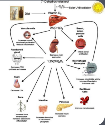 <ul><li><p>Many drugs are renally excreted</p></li><li><p>Riak of accumulation</p></li><li><p>Increased drug T1/2</p></li><li><p>Drugs may have reduced efficacy</p></li></ul><p></p>