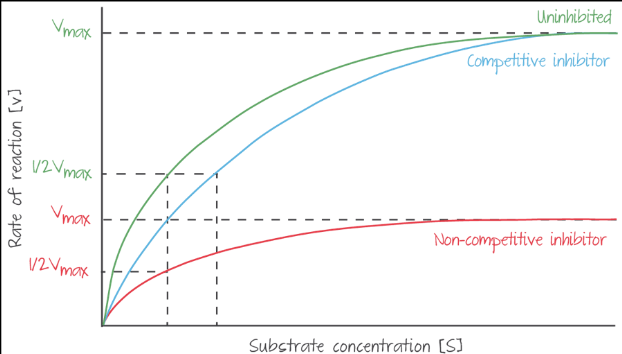 * Rate levels off and __never__ reaches the same level that it would without inhibitor 
* All enzyme molecules ( are __effectively blocked__ from reacting to substrate due to __modification of active site__ 
  * Therefore, the fewer __enzyme molecules that__ can catalyse the reaction