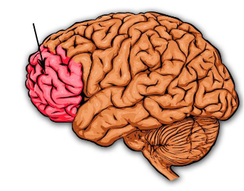 <p>Multimodal Association Area:</p><ul><li><p>Found in the ___ lobe in the ___ ___</p></li><li><p>Functions in ___, ___, ___, and ___</p></li><li><p>Contains the ___ ___</p></li></ul><p></p>