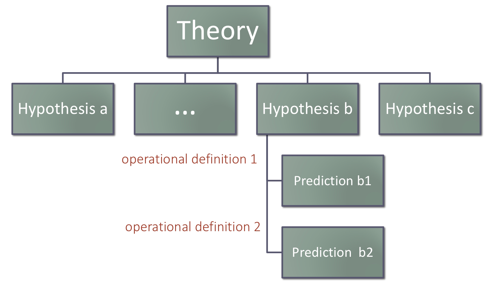 <p>Theory → Hypothesis(es) → Operational Definitions → Prediction(s)</p>