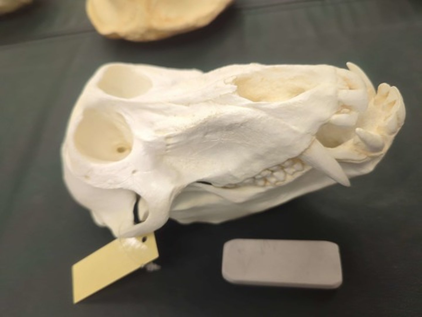 <p>What animal is this? Answer with "Skull" after animal name.</p>