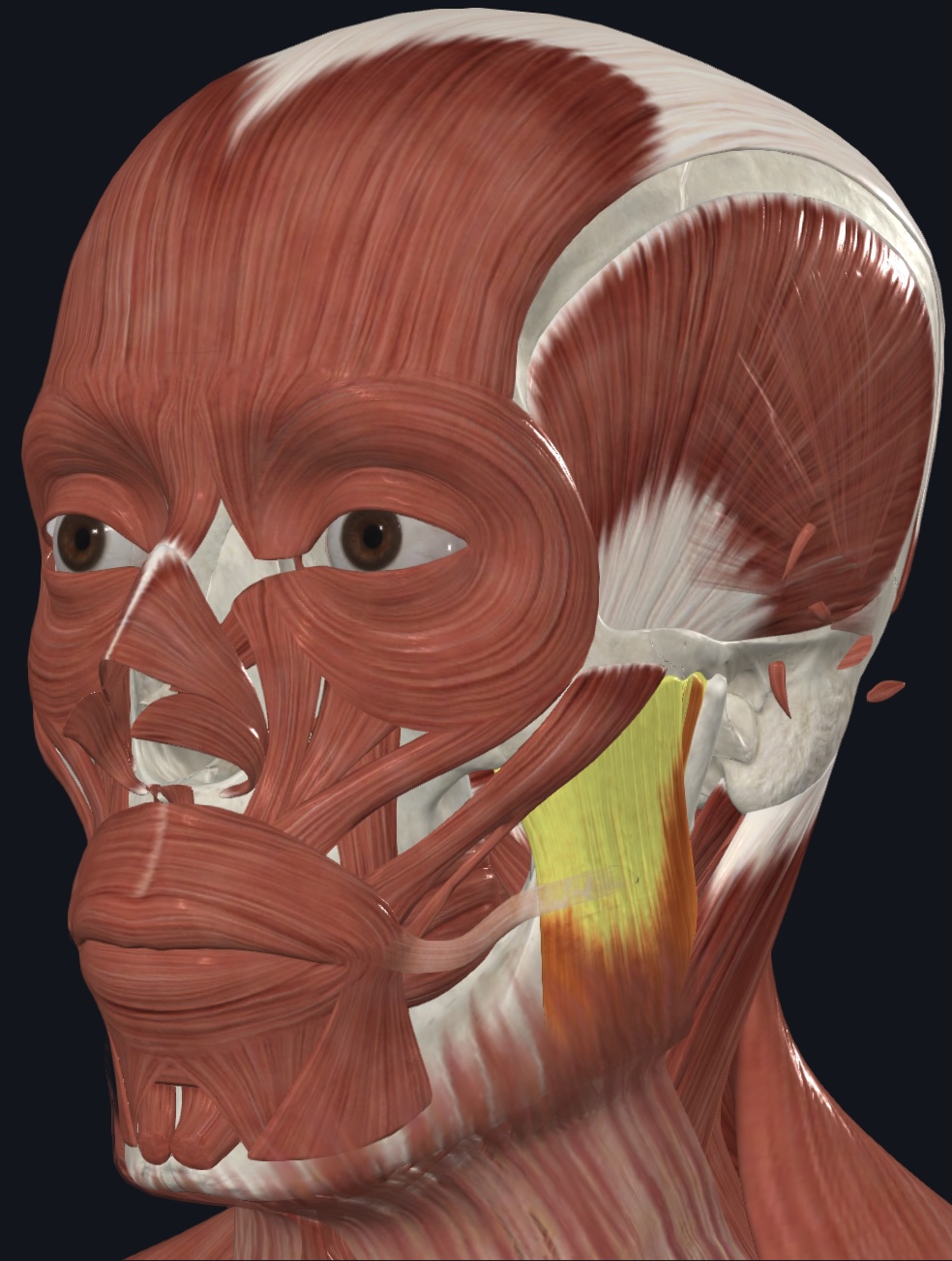 term image