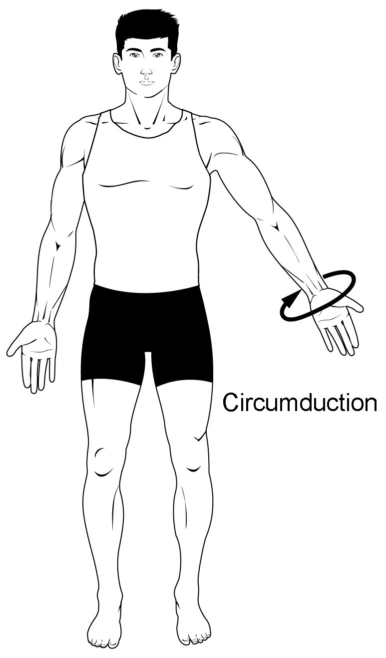<p>circumduction</p>