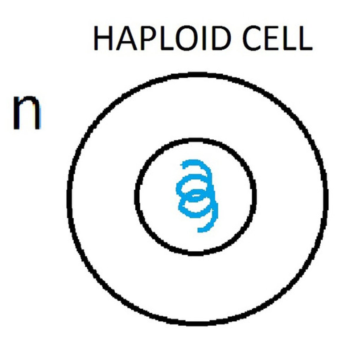 <p>A cell that contains only one set of chromosomes instead of the normal pair.</p>
