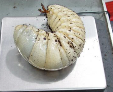 <p>the larvae of a tropical rhino beetle</p><p>weighs 205.1 grams</p>