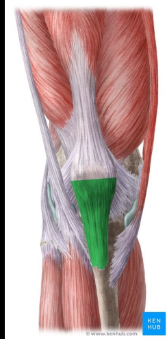 <p>What action does the Quadriceps Tendon/Patellar ligament allow for?</p>