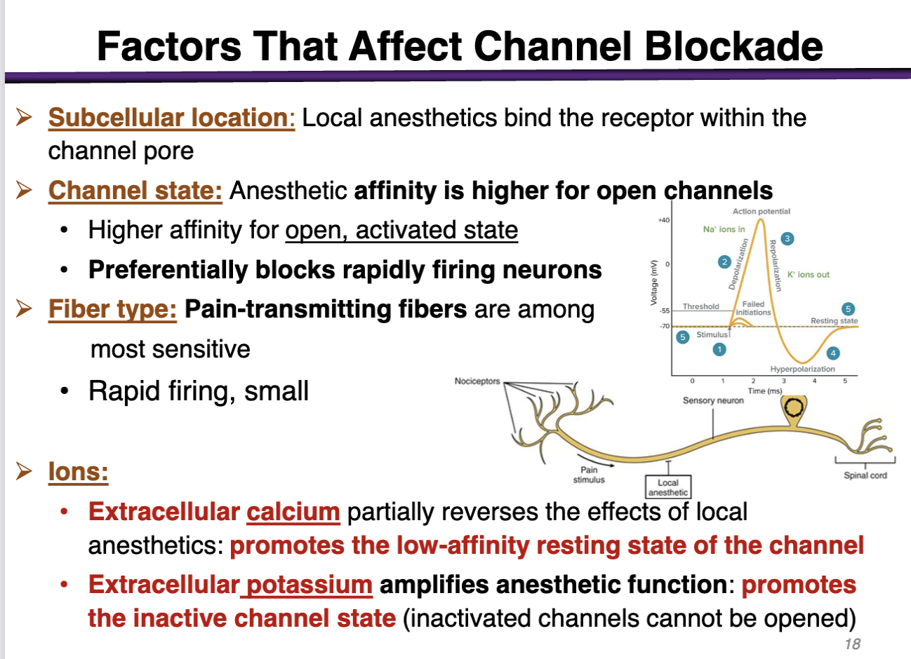 <p>anesthetic affinity is higher for <strong>open </strong>channels </p><ul><li><p>preferentially blocks rapidly firing neurons (during depolarization) </p></li></ul><p></p>