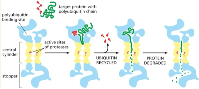 <ul><li><p>proteins marked by a polyubiquitin chain are degraded by a proteasome</p></li><li><p>proteasomes are lined with proteases that chop the protein to pieces</p></li></ul><p></p>