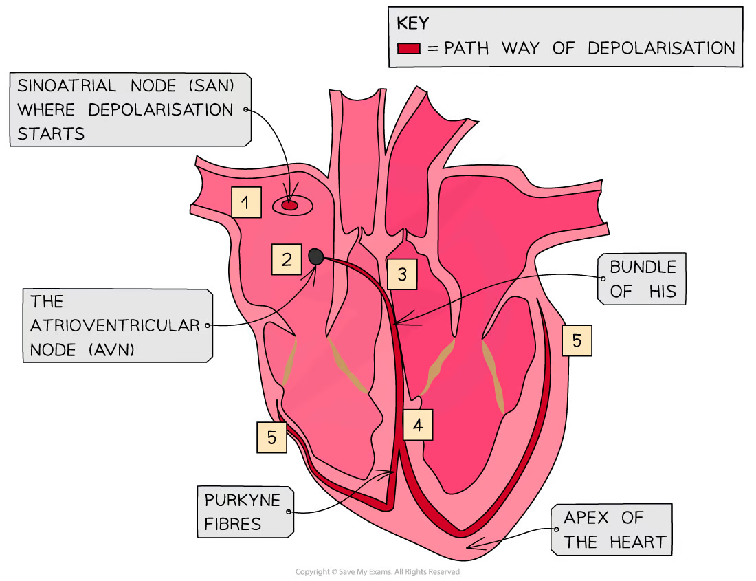 <ol><li><p>SAN creates wave of depolarisation→ causes atrial contraction</p></li><li><p>Annulus Fibrosus→ non-conducting so prevents depolarisation spreading straight to ventricles</p></li><li><p>depolarisation carried to atrioventricular node (AVN)→ conducting tissue between atria and ventricles</p></li><li><p>After delay, AVN is stimulated→ stimulation passed along bundle of His (in septum):</p><ul><li><p>delay= ventricles contract after atria</p></li></ul></li><li><p>bundle of His divides into two conducting fibres→ Purkyne tissue- carries wave of excitation along them</p></li><li><p>Purkyne fibres spread around ventricles and initiate depolarisation of ventricles from bottom of heart→ causes ventricular contraction</p></li></ol>