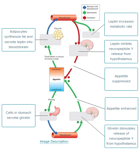 <p>top</p><ul><li><p>adipocytes synthesize fat and secrete leptin into bloodstream</p></li><li><p>leptin inc metabolic rate</p></li><li><p>leptin inhibits neuropeptide Y release from hypothalamus</p></li><li><p>appetite suppressed</p></li></ul><p>bottom</p><ul><li><p>cells in stomach secrete ghrelin</p></li><li><p>ghrelin stimulates release of neuropeptide Y from hypothalamus </p></li><li><p>appetite enhanced</p></li></ul><p></p>