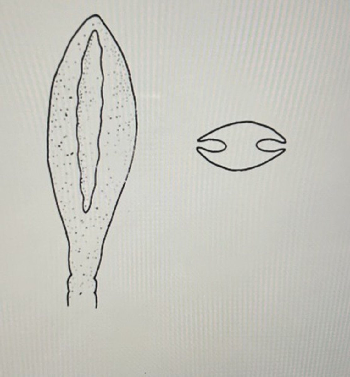 <p>The scolex of he cotyloda has slit-like ___, holdfast organelle rather Han the acetabula of the eucestoda</p>