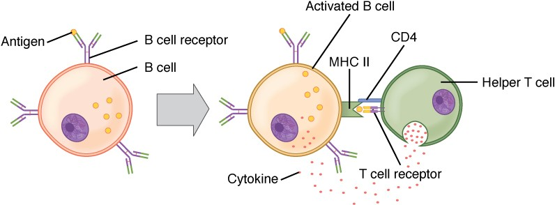 <p>Helper T-lymphocytes, once activated, display antigens on their own plasma membrane. They release <strong>cytokines</strong> once they find an antigen, which activates a specific B-cell. </p><p>B-cells must be exposed to an antigen of the pathogen and the activated T-cell that display the antigen and releases the cytokines. </p><p>Both T-cells and B-cells can become memory cells (long-lived).</p>