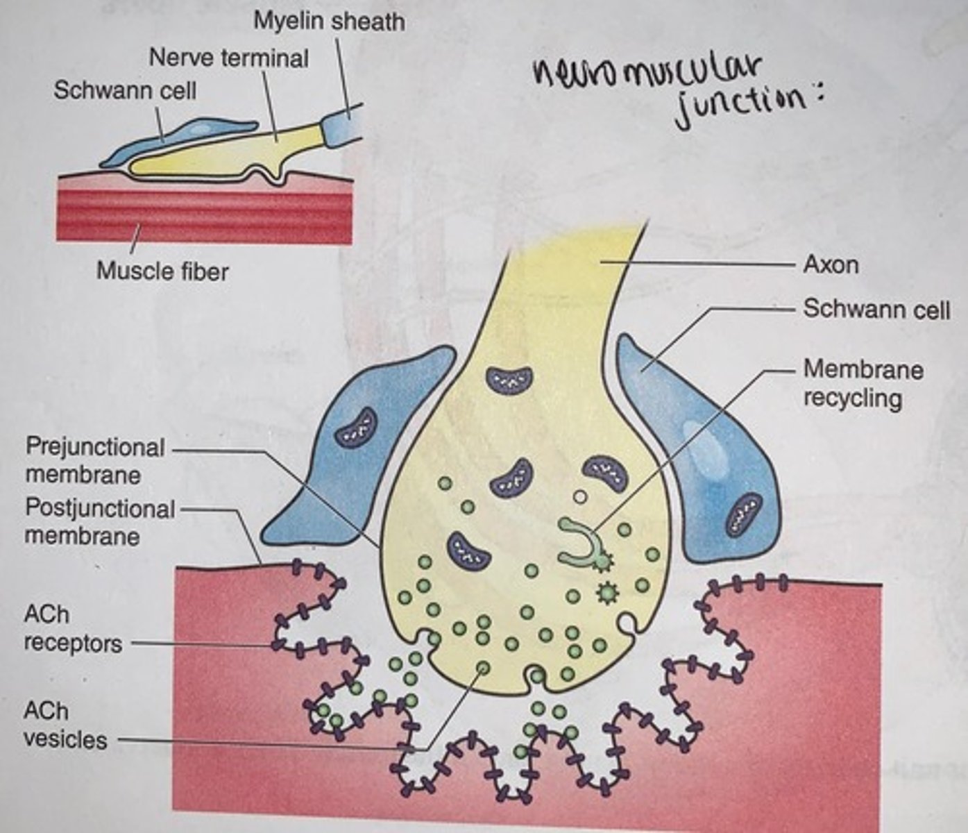<p>when a nerve impulse reaches a neuromuscular junction, acetylcholine (ACh) is released</p><p>- upon binding to sarcolemma receptors, ACh causes a change in sarcolemma permeability leading to a change in membrane potential</p>