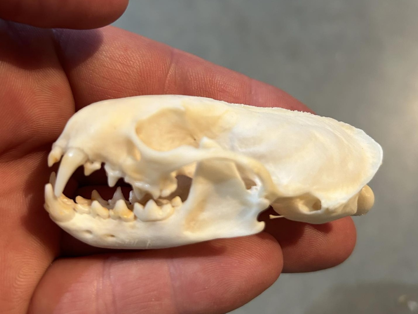 <p><span><u>Skull</u>: boxy, larger than weasel</span></p>