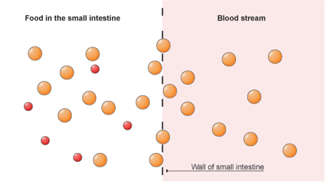 <p><span>2 major functions:</span></p><p><span>1. Complete digestion of nutrient macromolecules.</span></p><p><span>2. Absorption of these nutrient molecules across the wall of the intestines into&nbsp;the blood and lymph.</span></p>