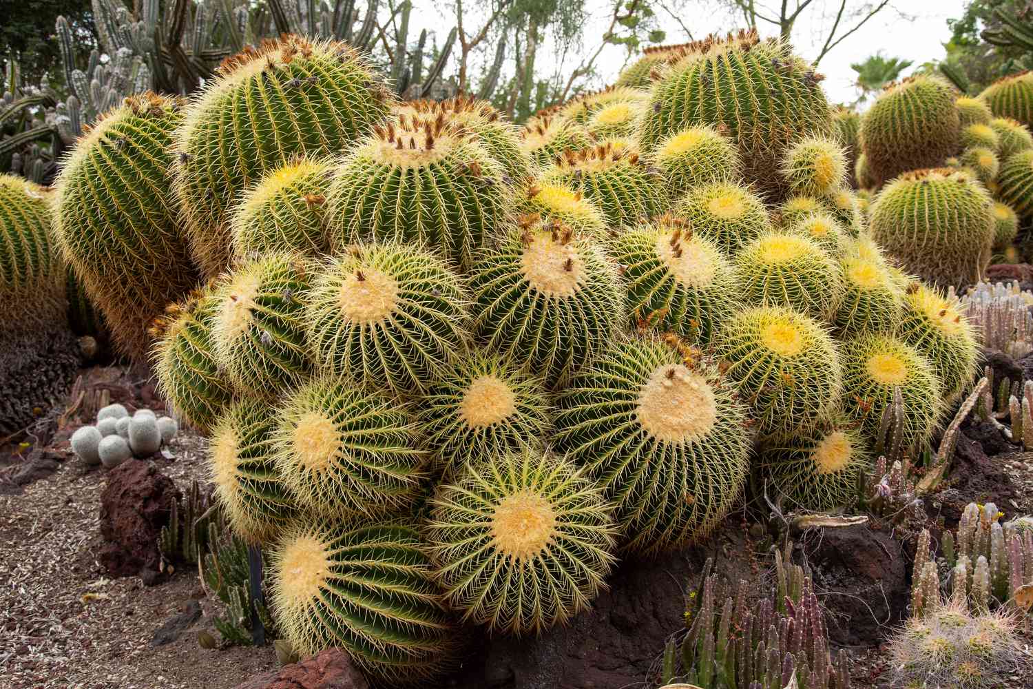 <p>What plant is this?</p>