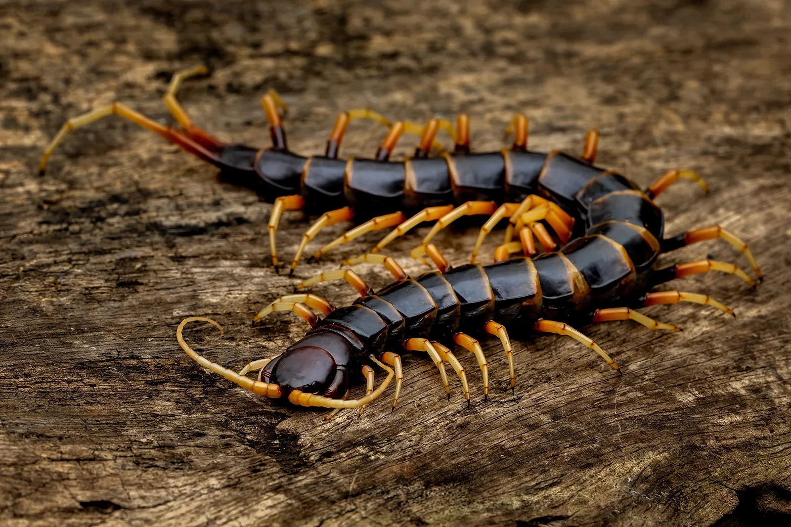 <p>Which subphylum and class does this organism belong to?</p>