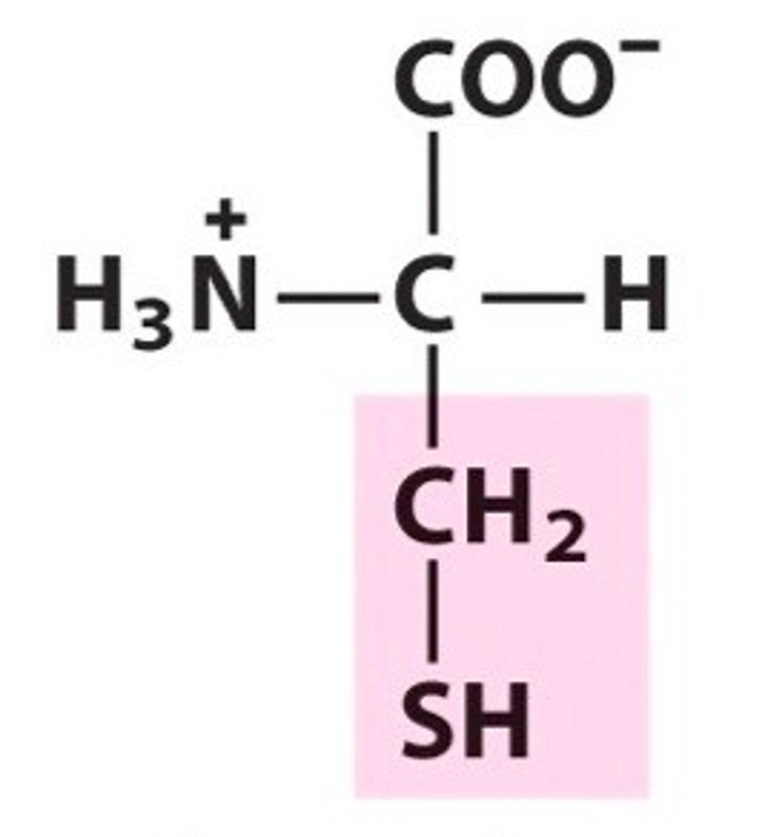 <p>Polar amino acid. Uncharged. [Cys, C]</p>