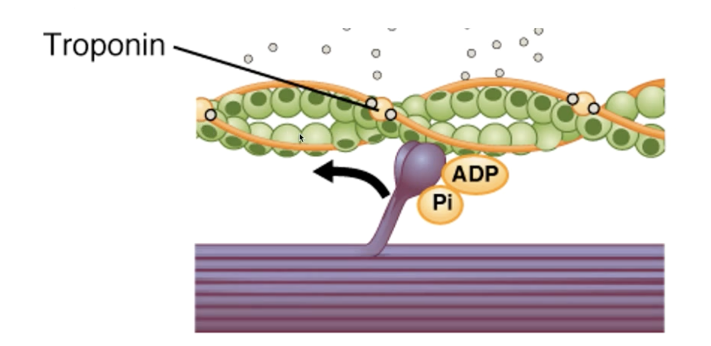 <ol><li><p><strong>Calcium</strong> that rushed out of the sarcoplasmic reticulum <u>binds</u> to <strong>troponin </strong>located on the <em><mark data-color="green" style="background-color: green; color: inherit"><u>actin</u></mark></em> myofilament.</p></li><li><p><strong>Myosin binding sites</strong> on actin myofilaments are exposed (dark green spots)</p></li><li><p>Myosin heads attach to the actin myofilament (only in the presence of ATP)</p></li><li><p>In the presence of ATP, movement of the myosin head can occur, and actin myofilaments move past (referred to as a <strong><u>power stroke</u></strong>).</p></li></ol><p></p>